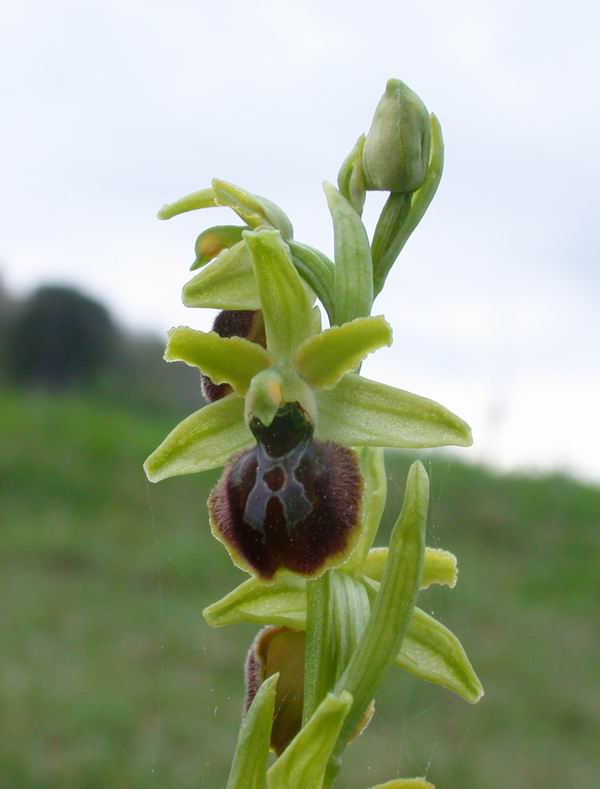 Orchidee del Chianti - Flora toscana